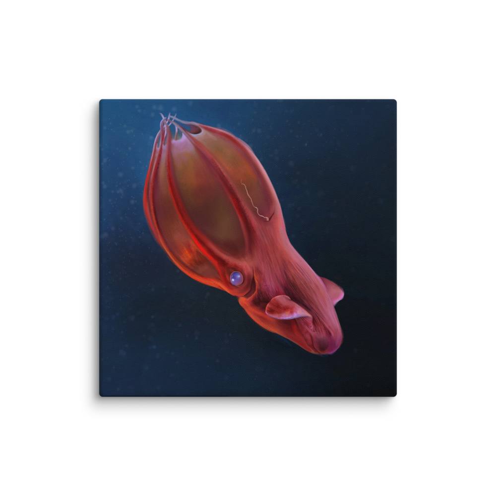 Vampyroteuthis infernalis — Canvas 20×20