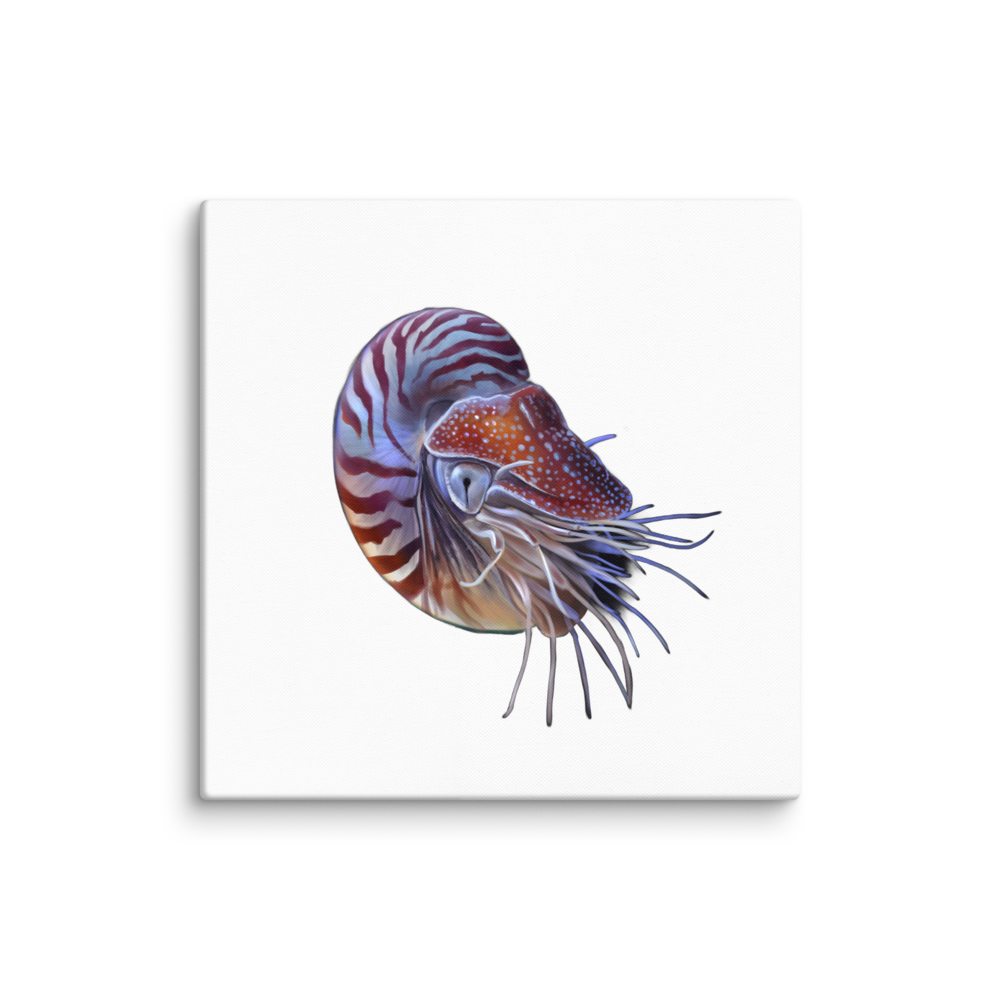 Nautilus pompilius — Canvas 24×24