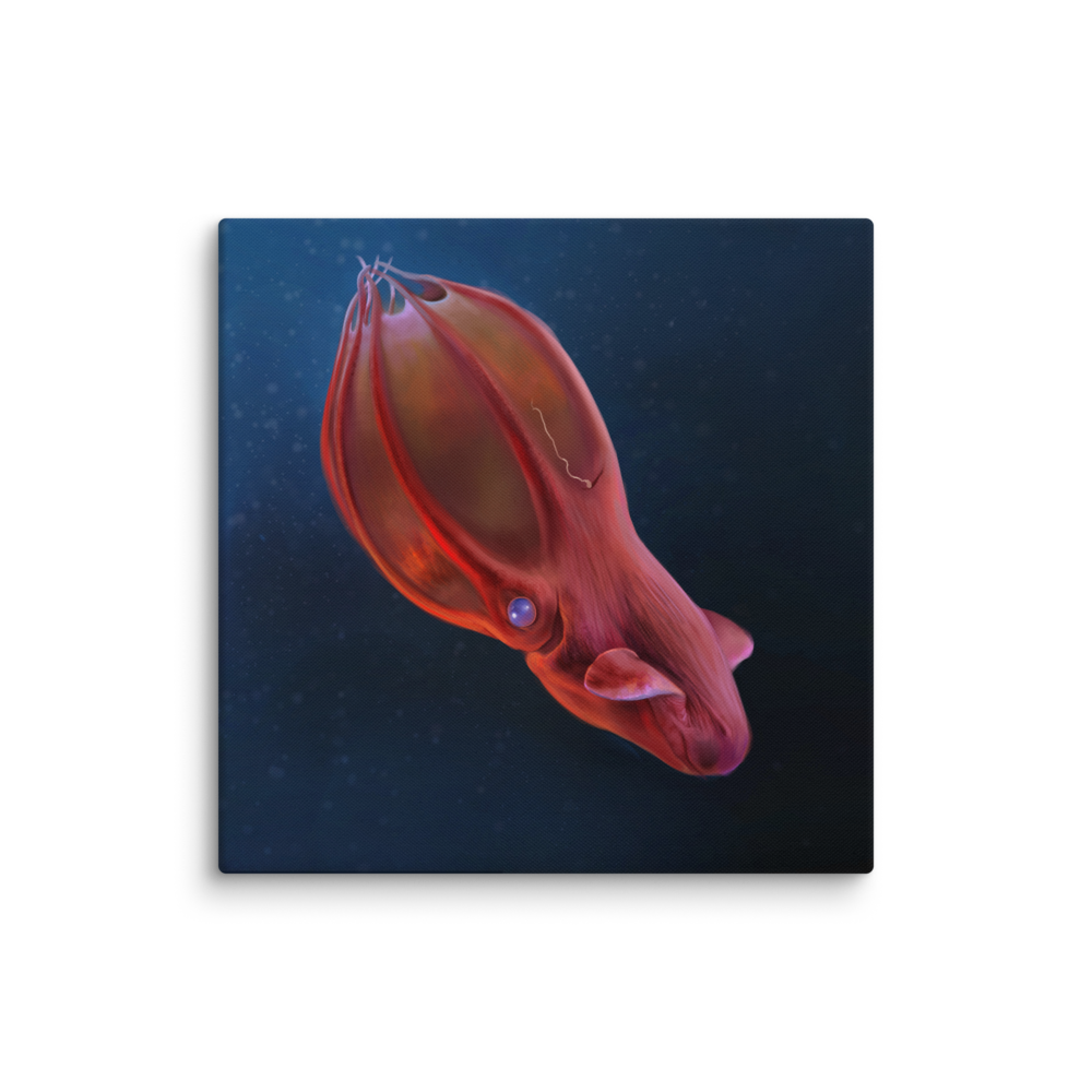 Vampyroteuthis infernalis — Canvas 24×24