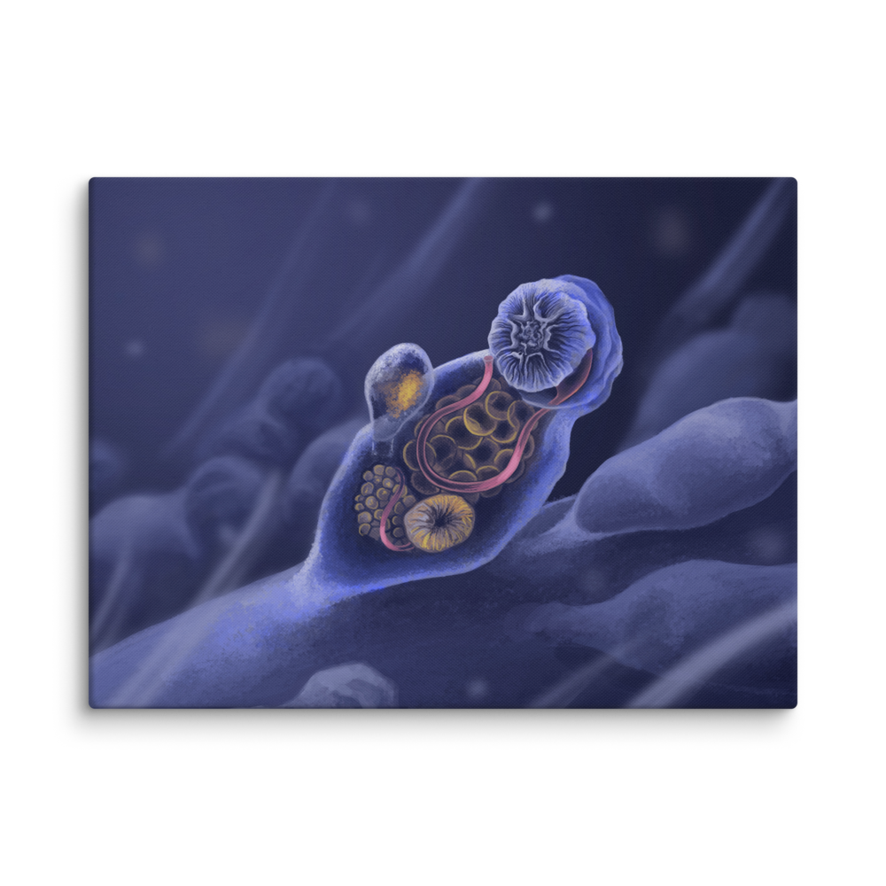 Symbion sp. — Canvas 30×40