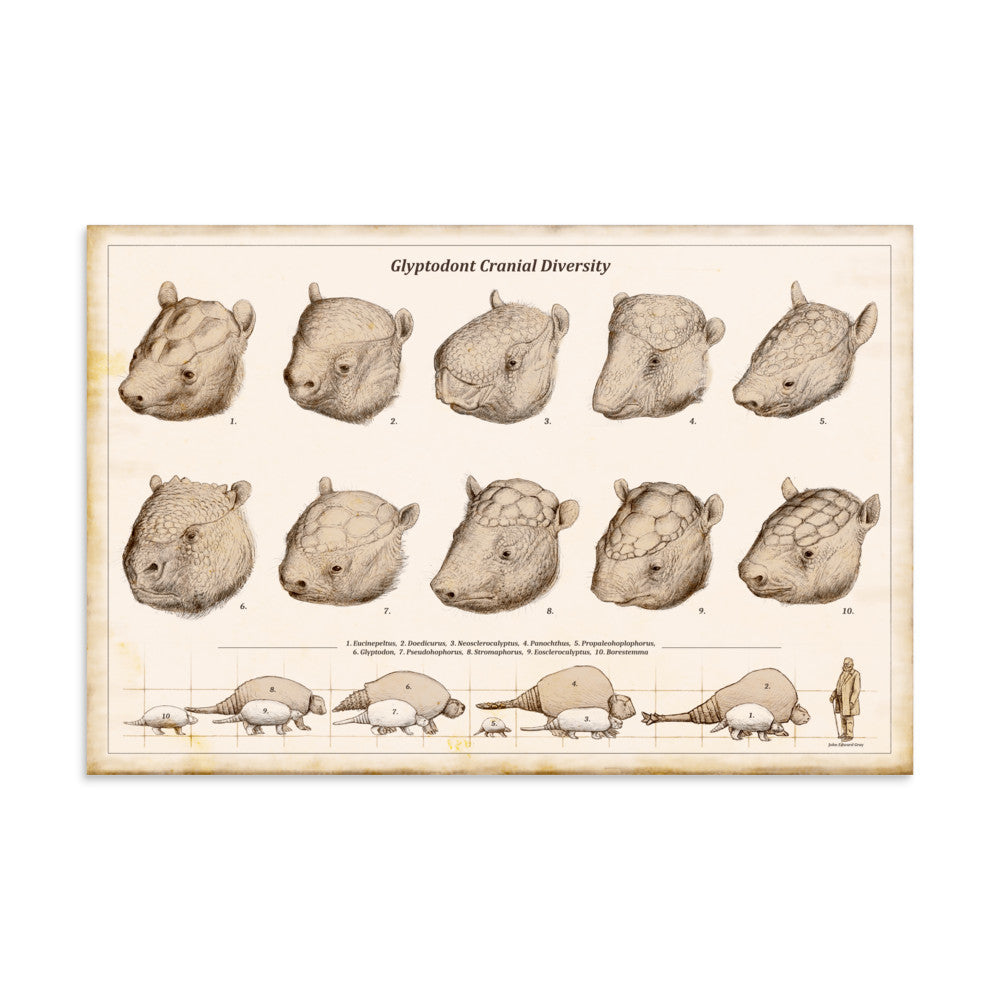 Glyptodont Cranial Diversity poster