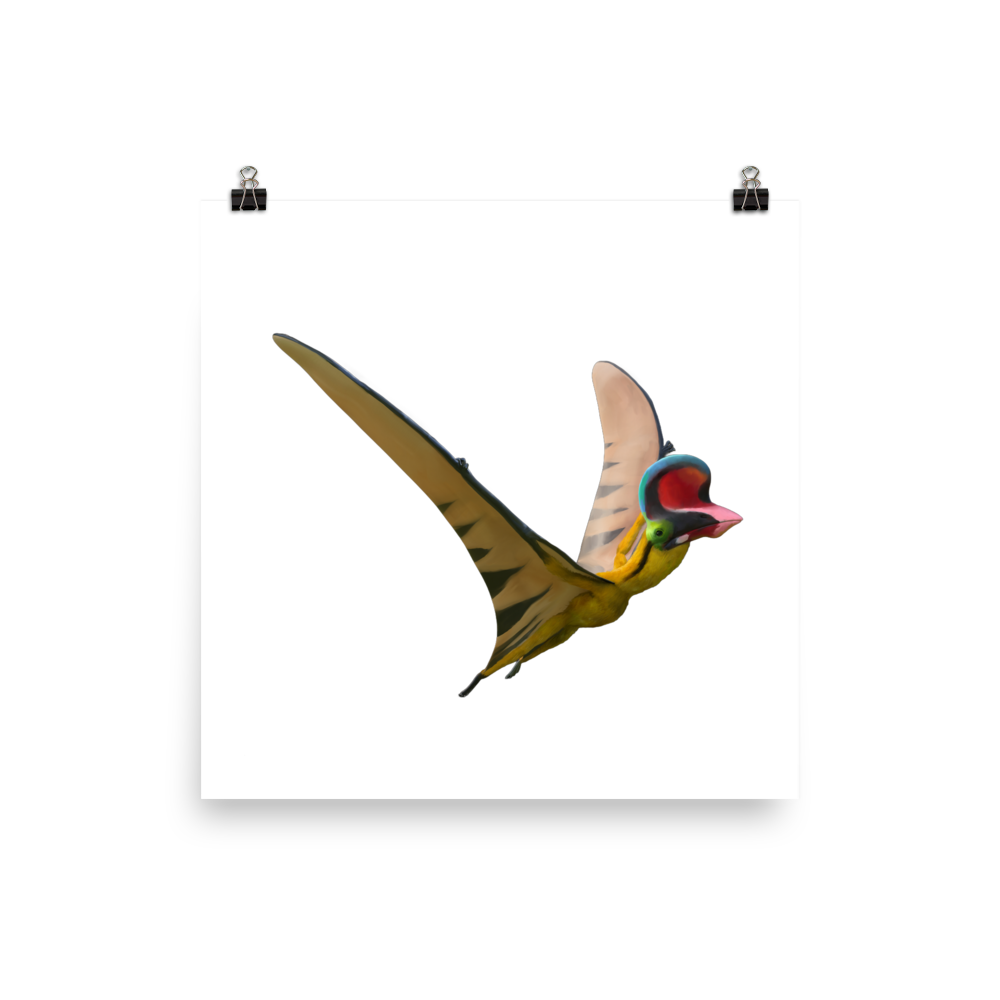 Sinopterus colloratus — Poster 12×12
