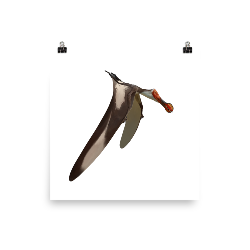 Nicorhynchus fluviferox — Poster 12×12