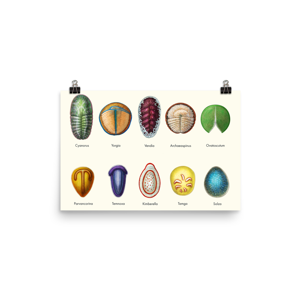 Vendobionts poster