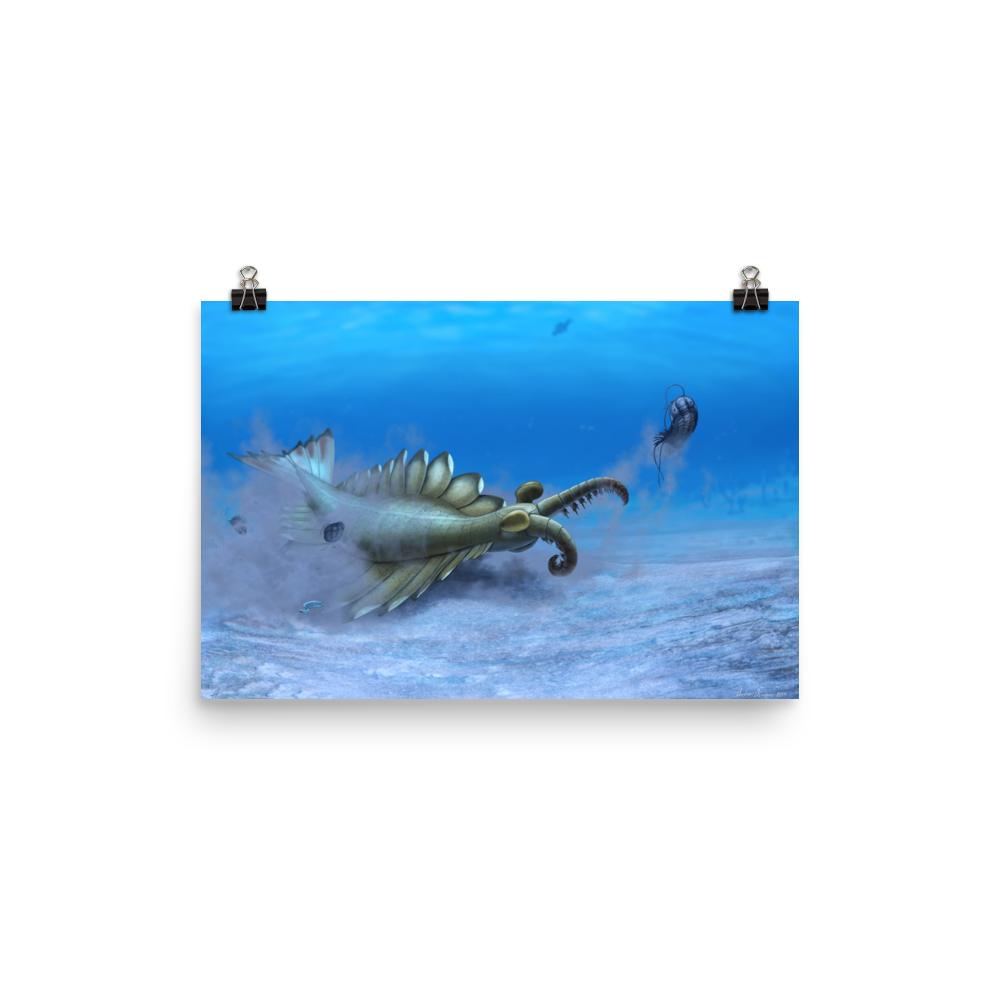 Anomalocaris sp. — Poster 12×18