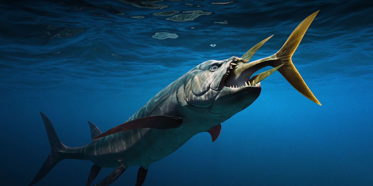sternberg-xiphactinus-banner-1793337447114.png