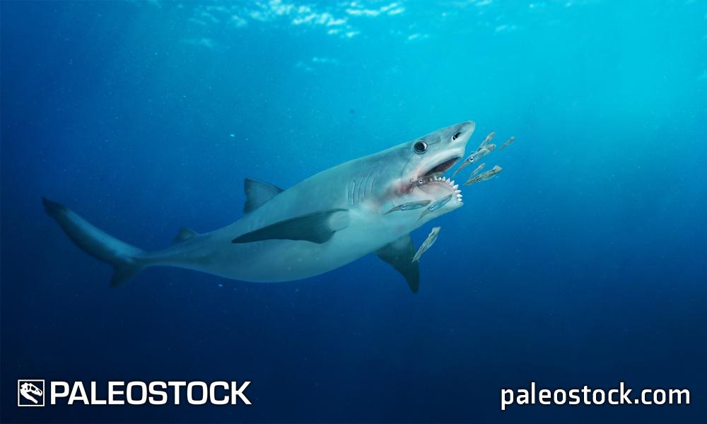 Helicoprion stock image