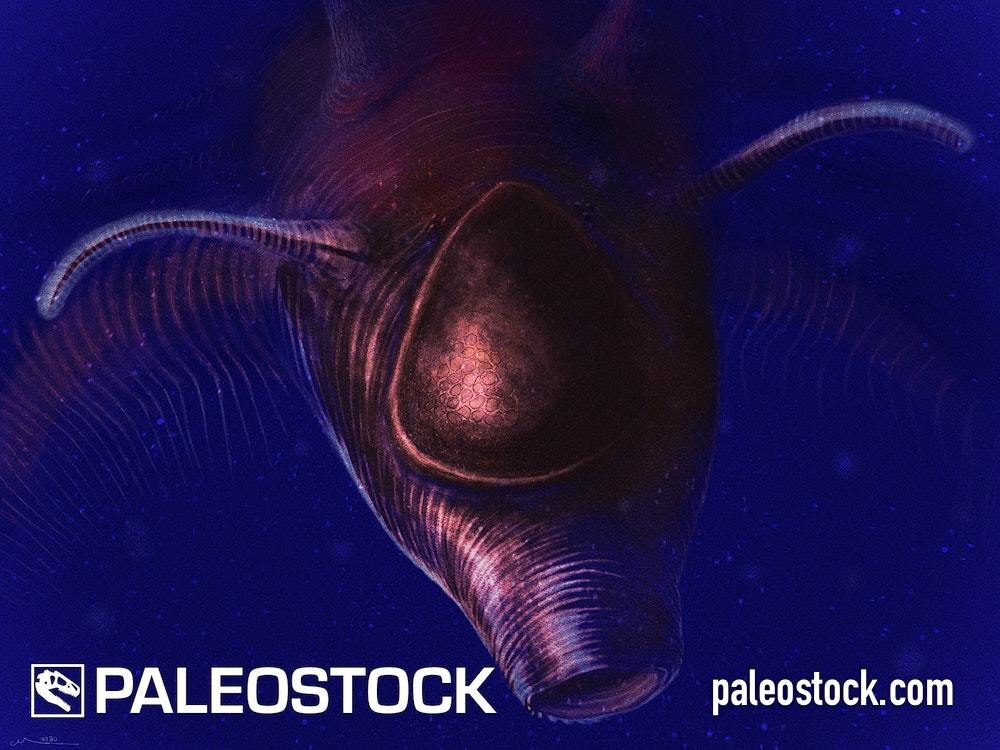 Collinsovermis monstruosus stock image