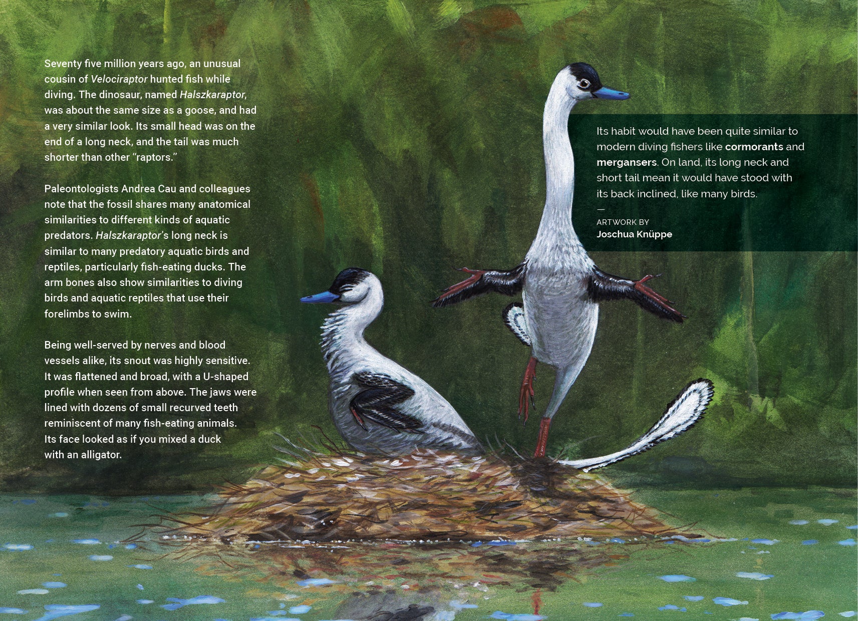 Discovery Collection: Raptors (digital zine)