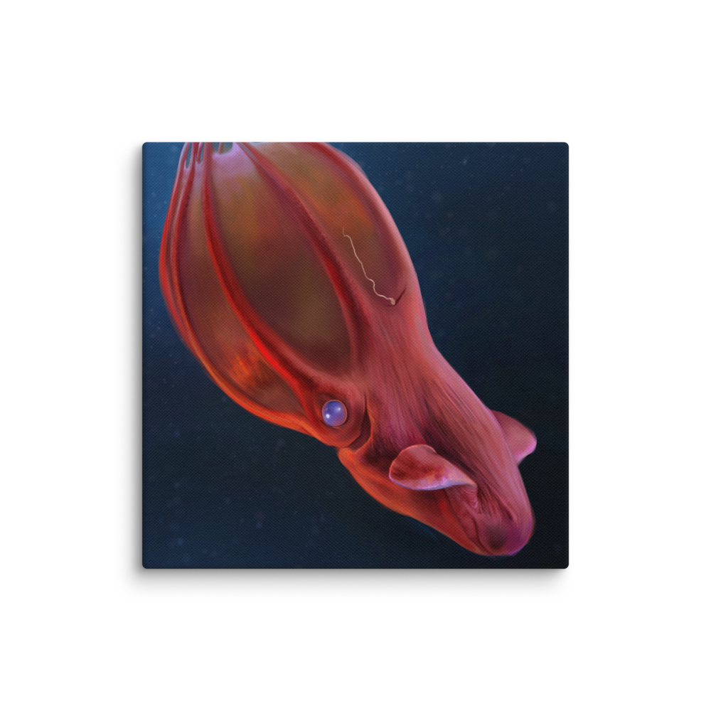 Vampyroteuthis infernalis — Canvas 12×12