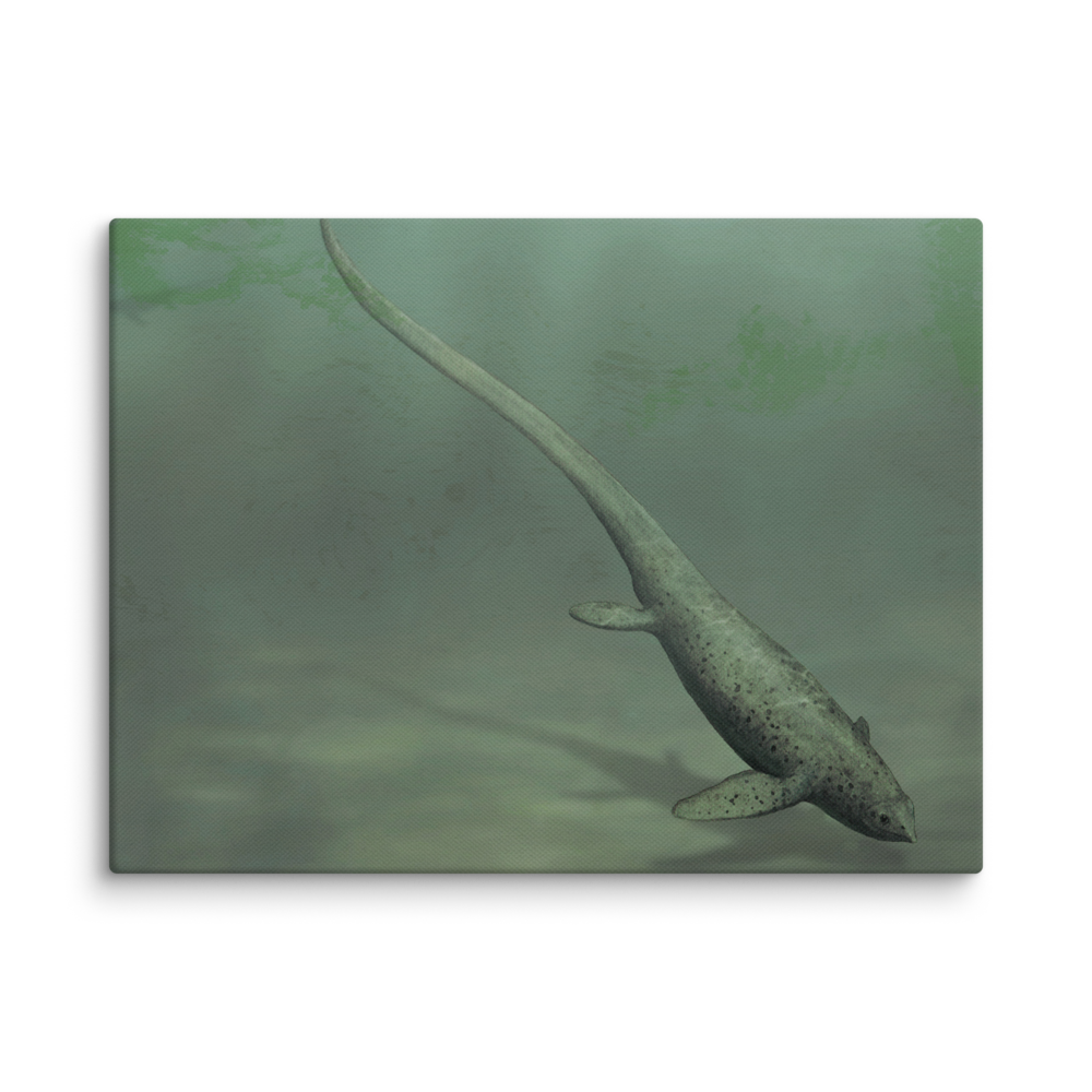 Sclerocormus parviceps — Canvas 12×16