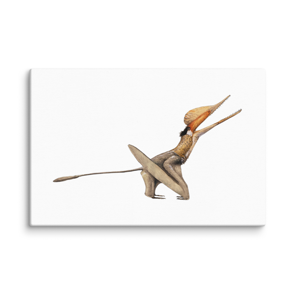 Cuspicephalus scarfi canvas