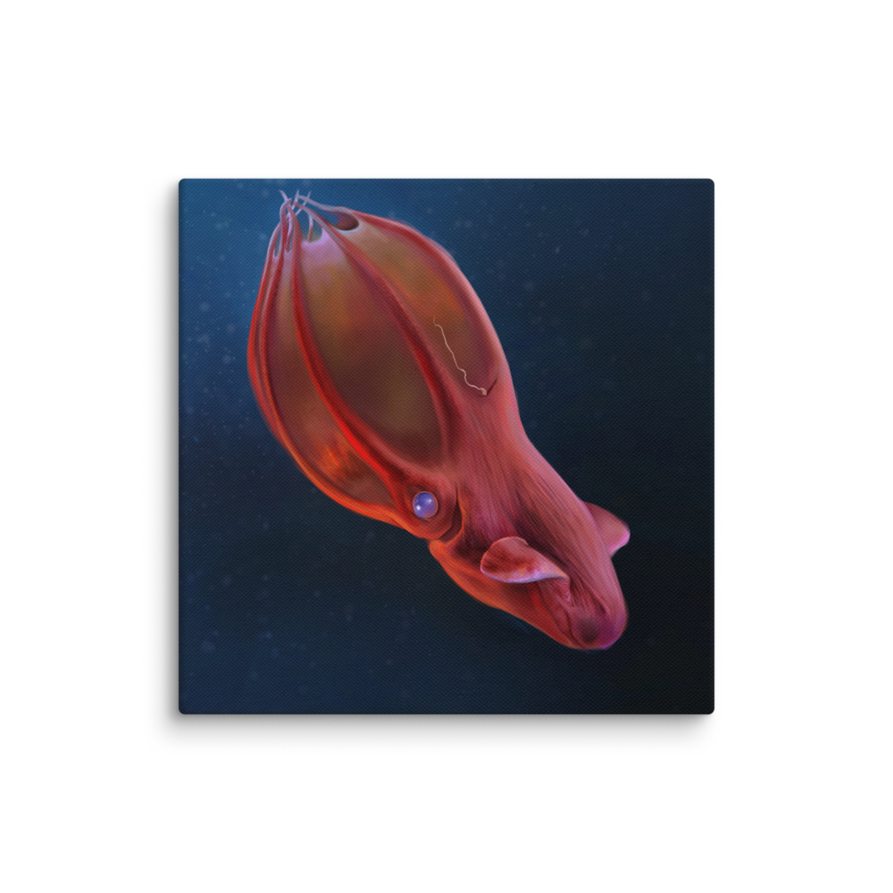 Vampyroteuthis infernalis — Canvas 14×14