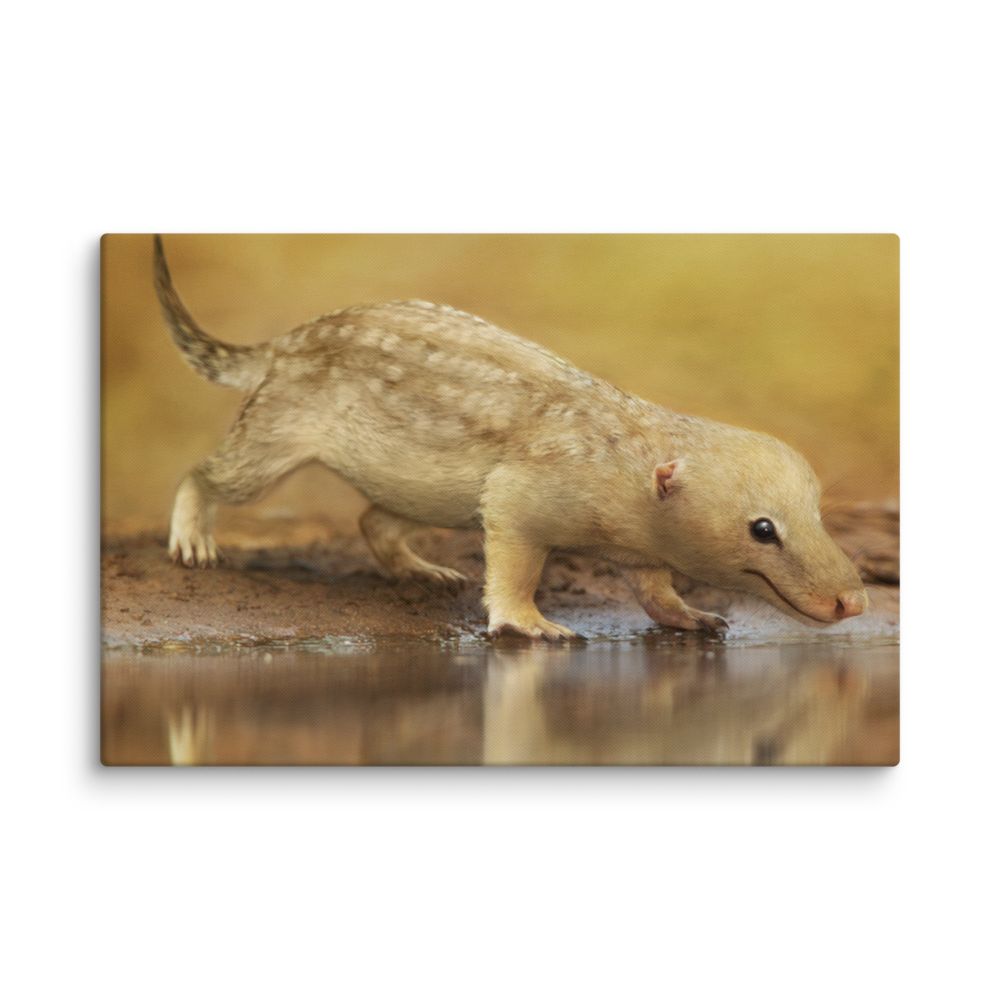 Bonacynodon schultzi — Canvas 20×30