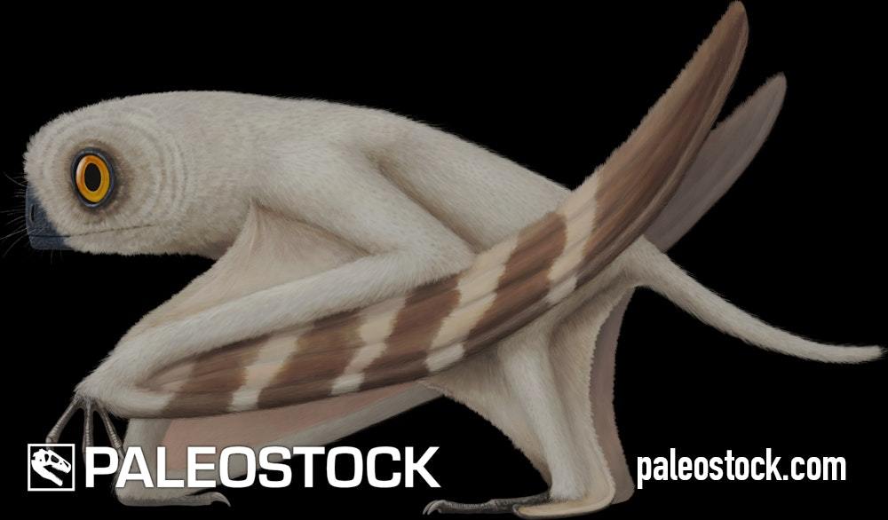 Cascocauda stock image