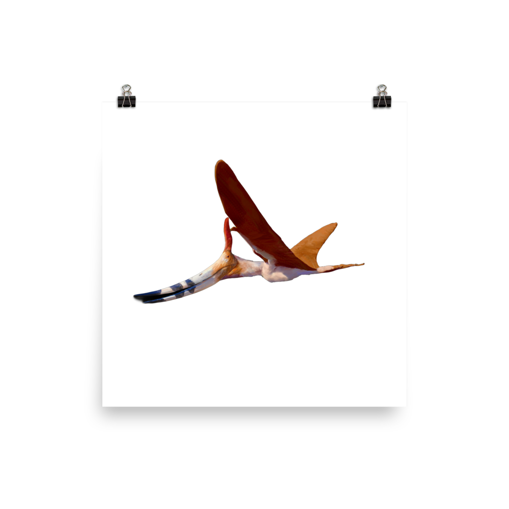 Dawndraco kanzai — Poster 12×12