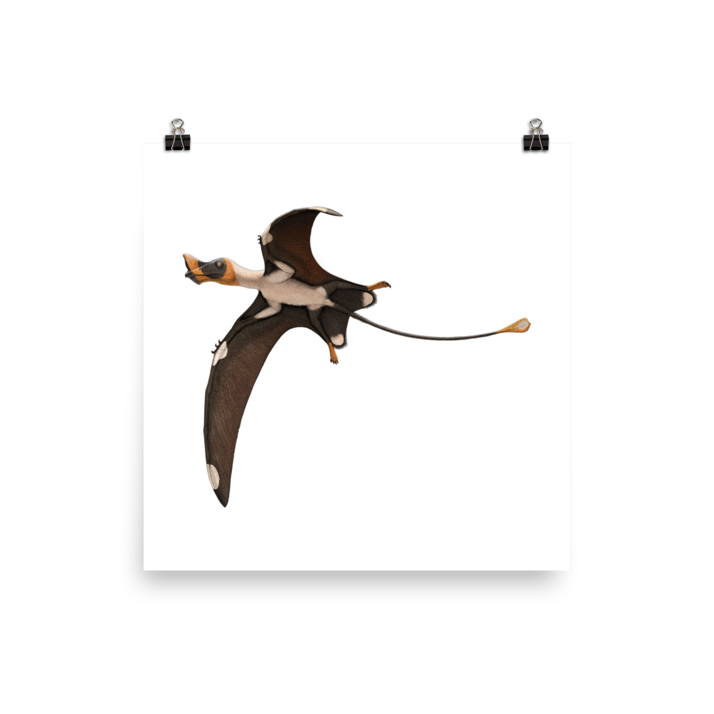 Caviramus schesaplanensis — Poster 12×12