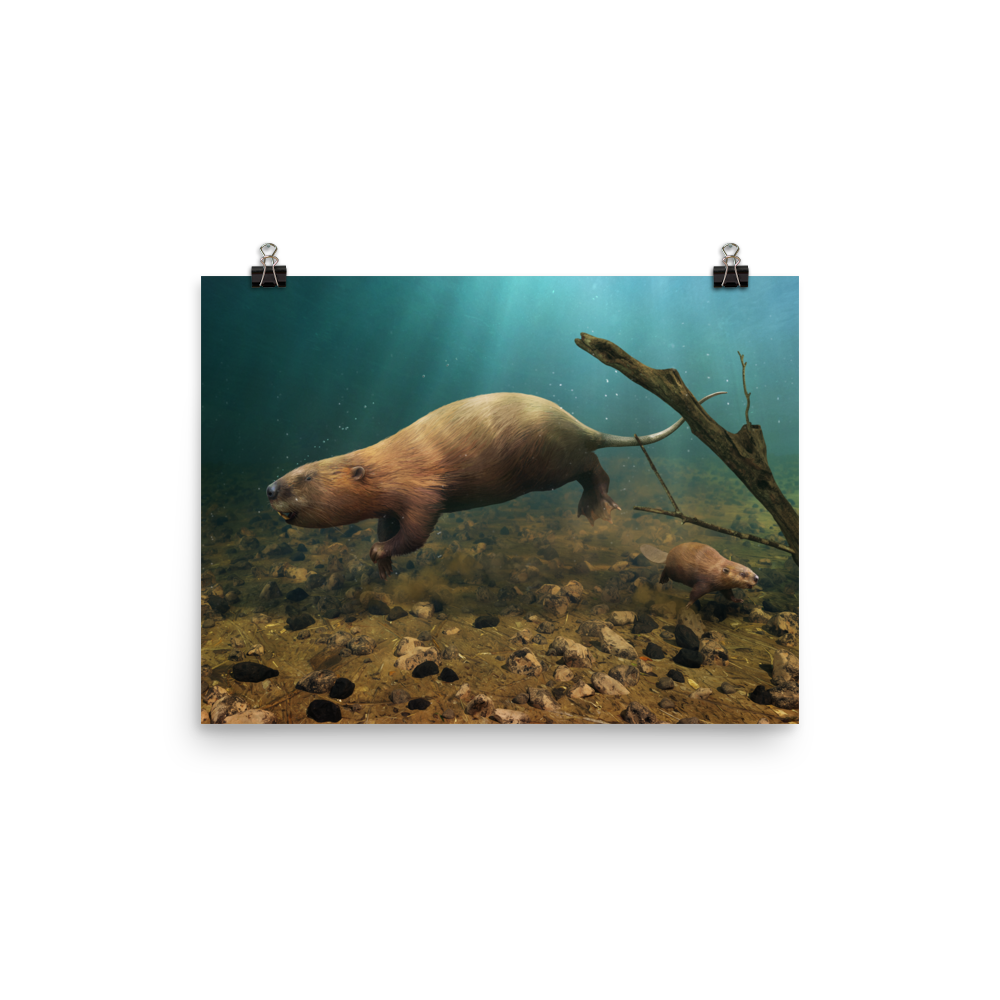 Castoroides poster
