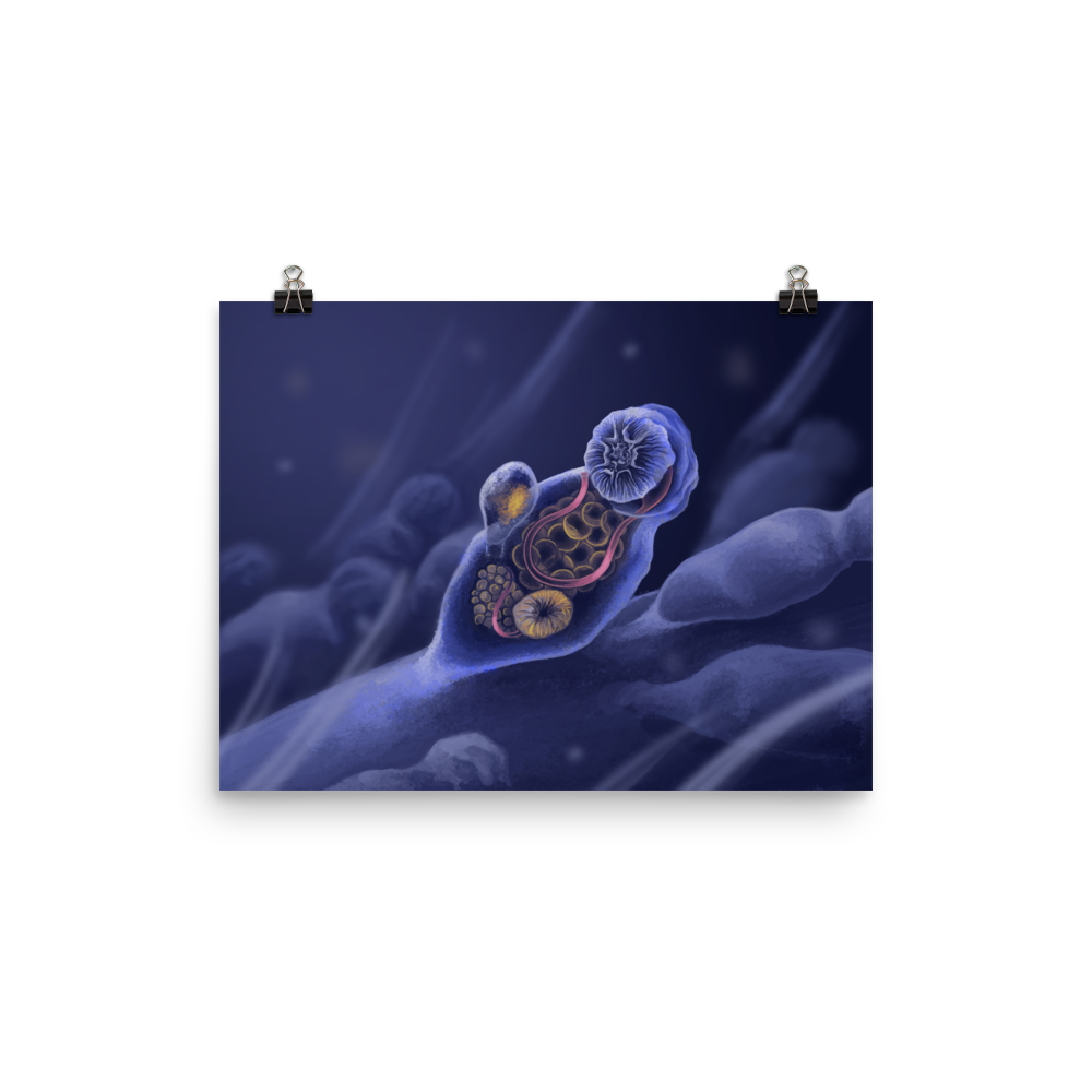 Symbion sp. poster