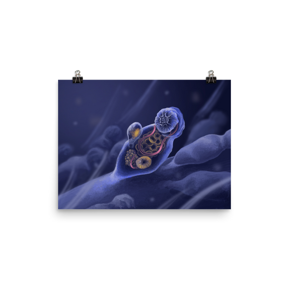 Symbion sp. — Poster 12×16