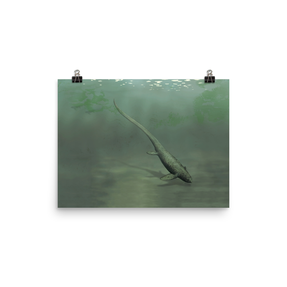 Sclerocormus parviceps poster