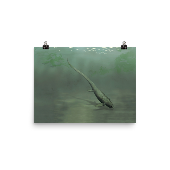 Sclerocormus parviceps poster