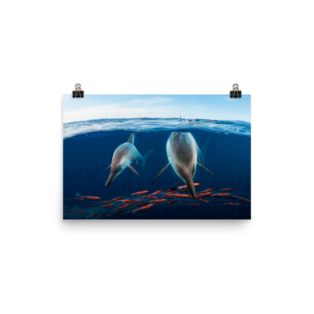 Ichthyosaurus somersetensis poster