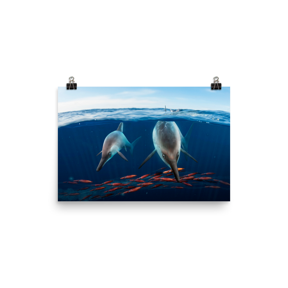 Ichthyosaurus somersetensis poster