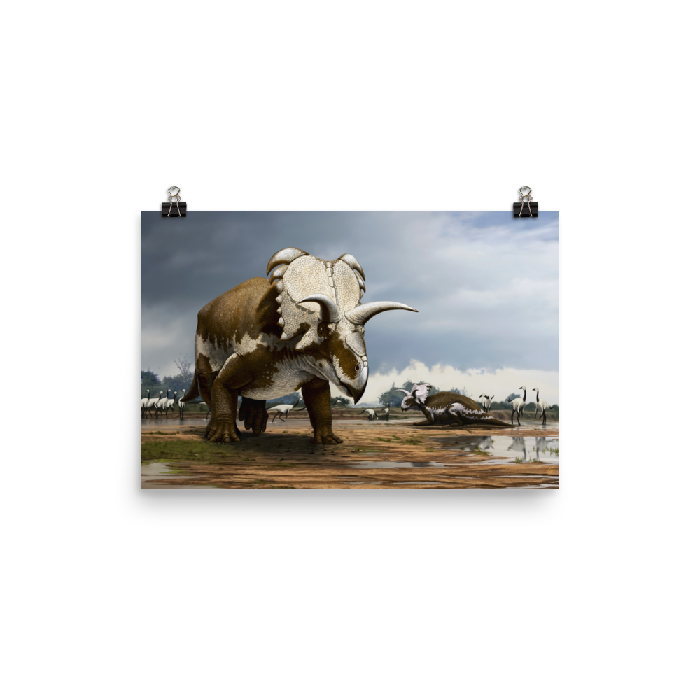 Medusaceratops — Poster 12×18