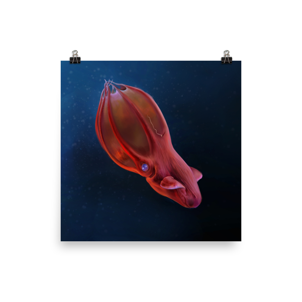 Vampyroteuthis infernalis — Poster 16×16