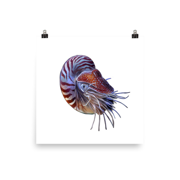 Nautilus pompilius — Poster 18×18