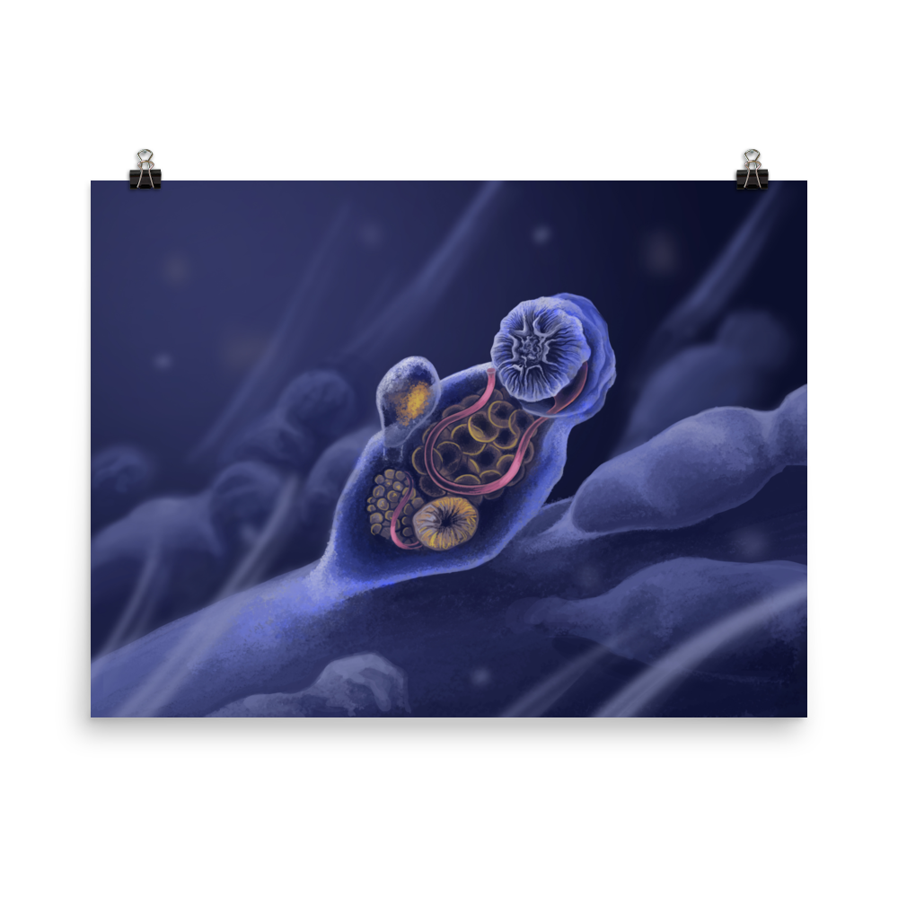 Symbion sp. — Poster 18×24