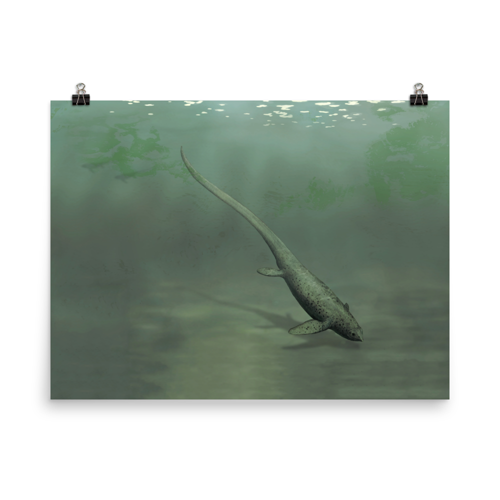 Sclerocormus parviceps — Poster 18×24