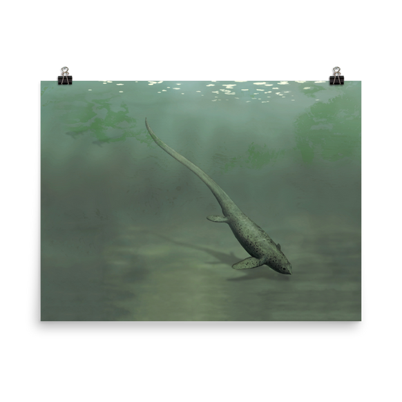 Sclerocormus parviceps — Poster 18×24