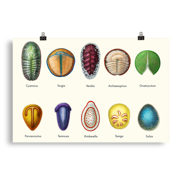 Vendobionts — Poster 20×30