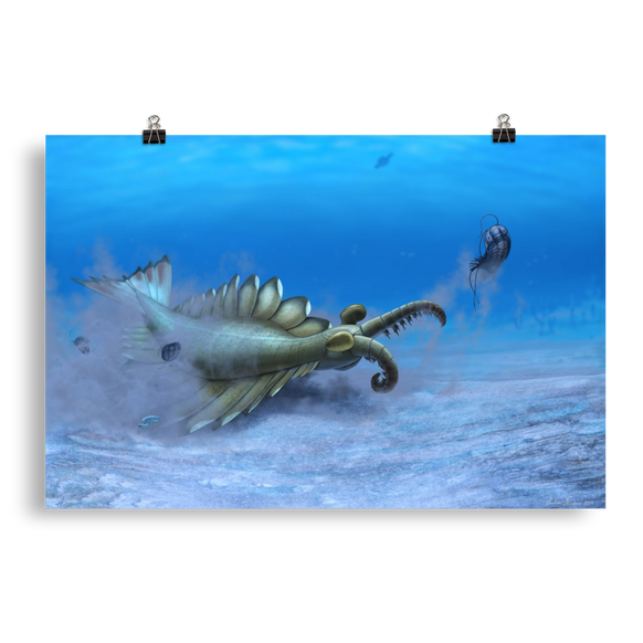 Anomalocaris sp. — Poster 20×30