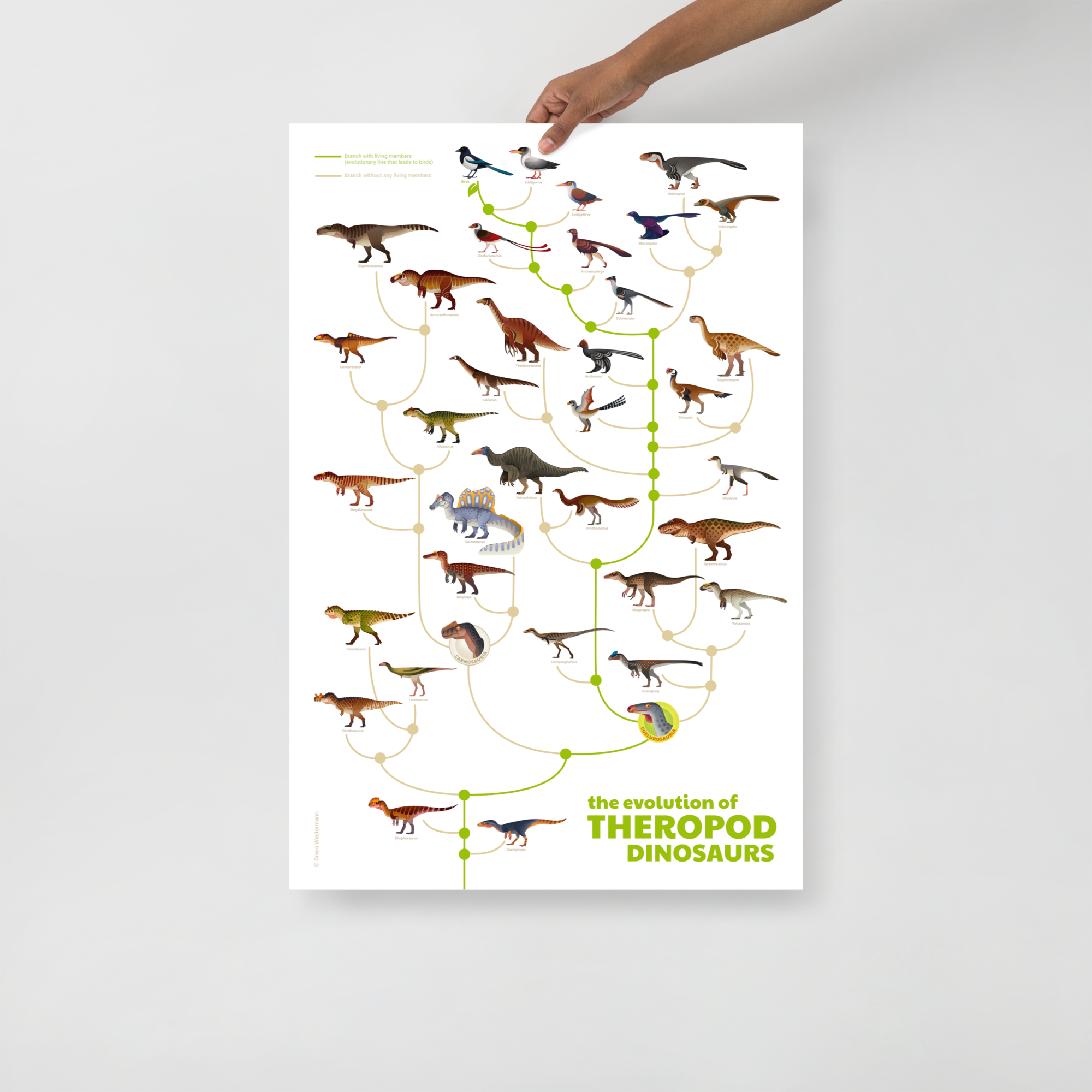 Evolution of Theropod Dinosaurs poster