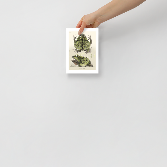 Beelzebufo print