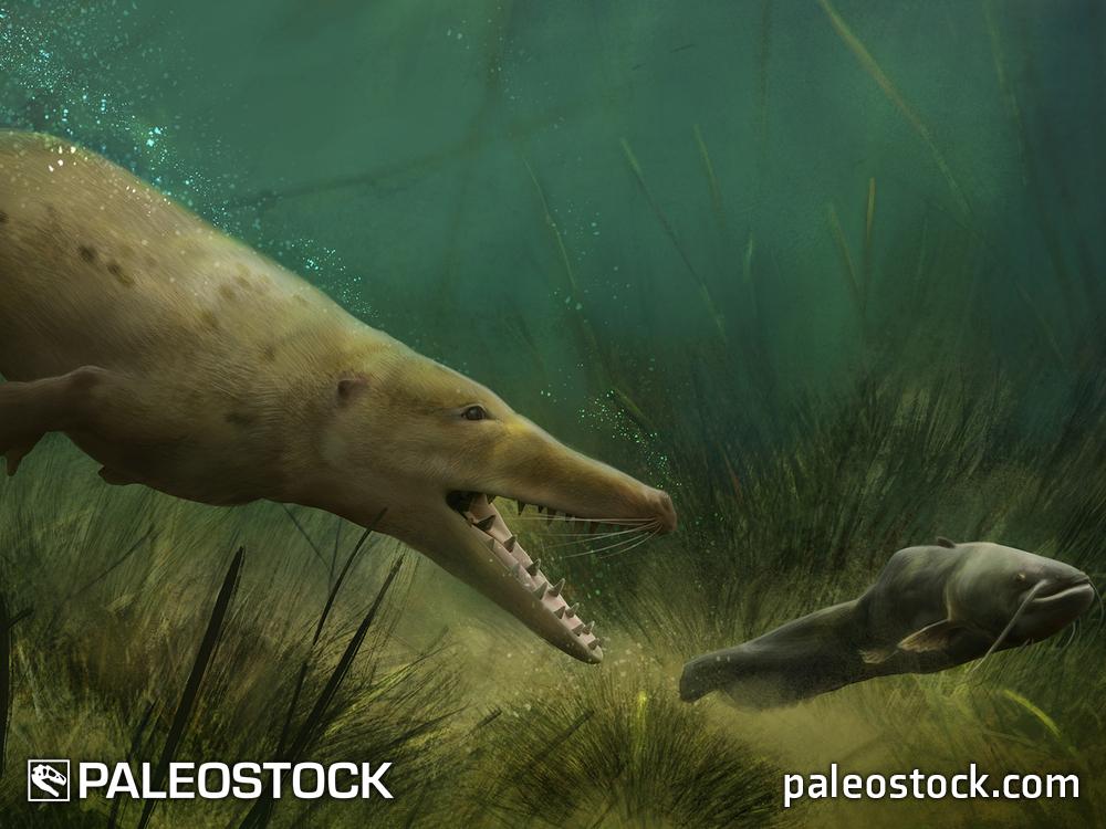 Ambulocetus natans stock image