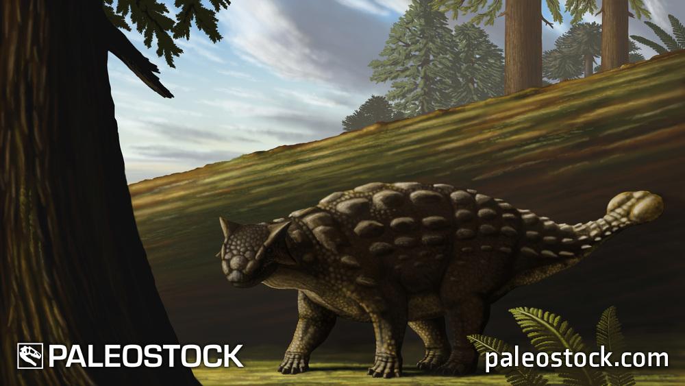 Ankylosaurus magniventris stock image