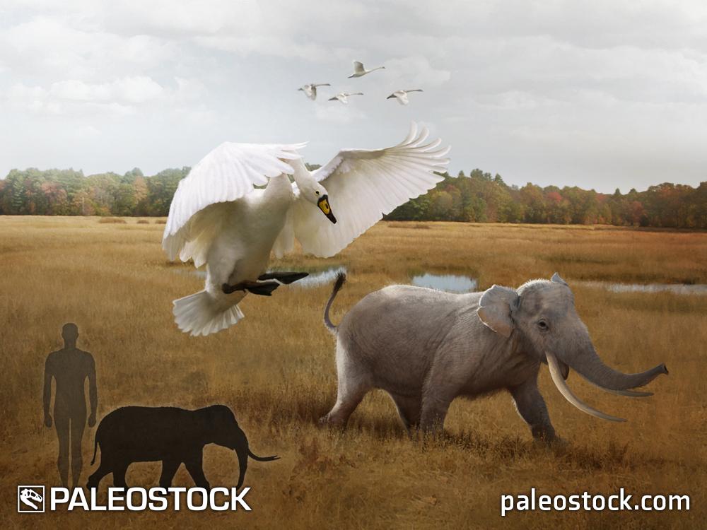 Cygnus falconeri and Palaeoloxodon stock image