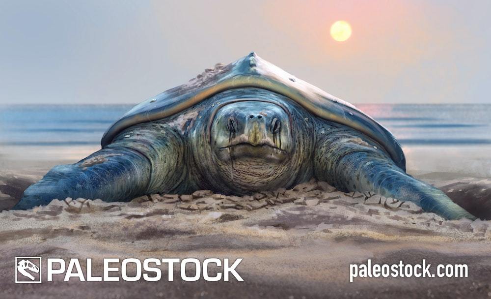 Archelon At The Beach stock image