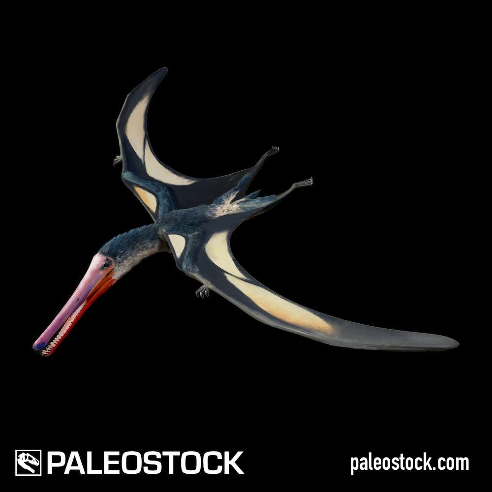Camposipterus colorhinus stock image
