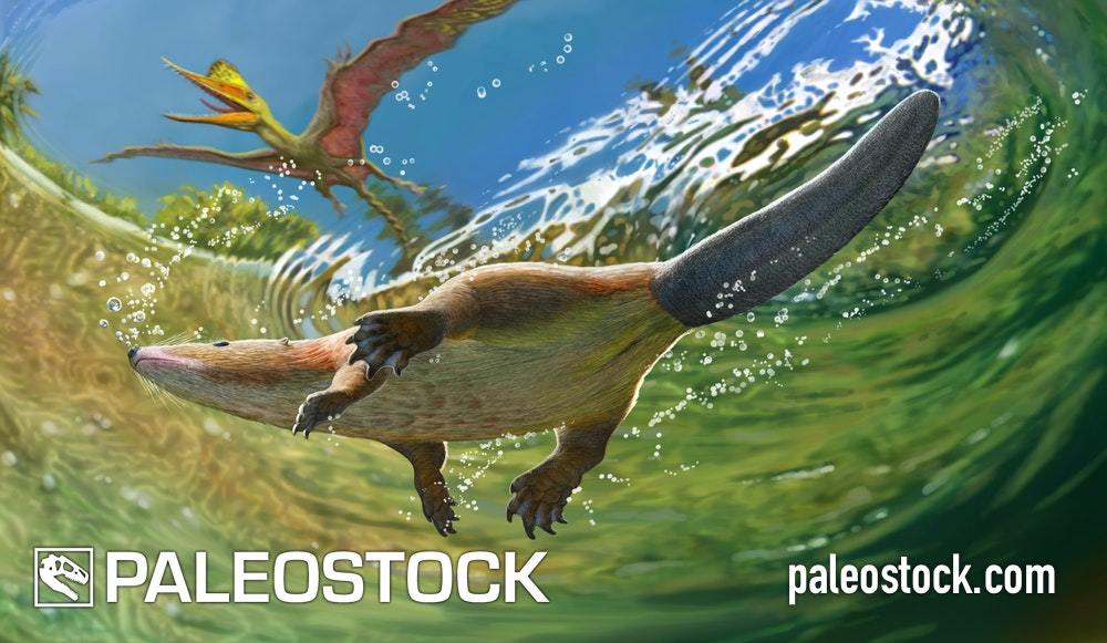 Castorocauda Lutrasimilis stock image