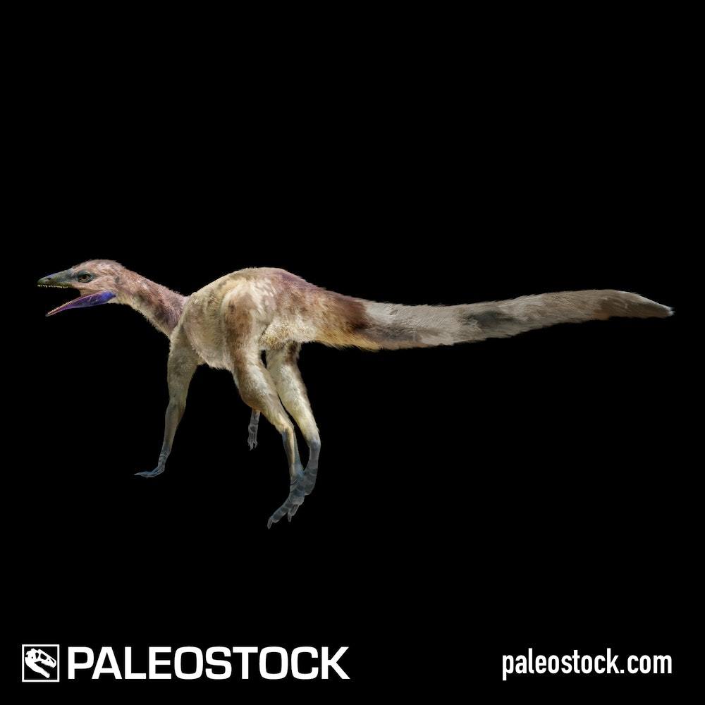 Dromomeron gigas stock image