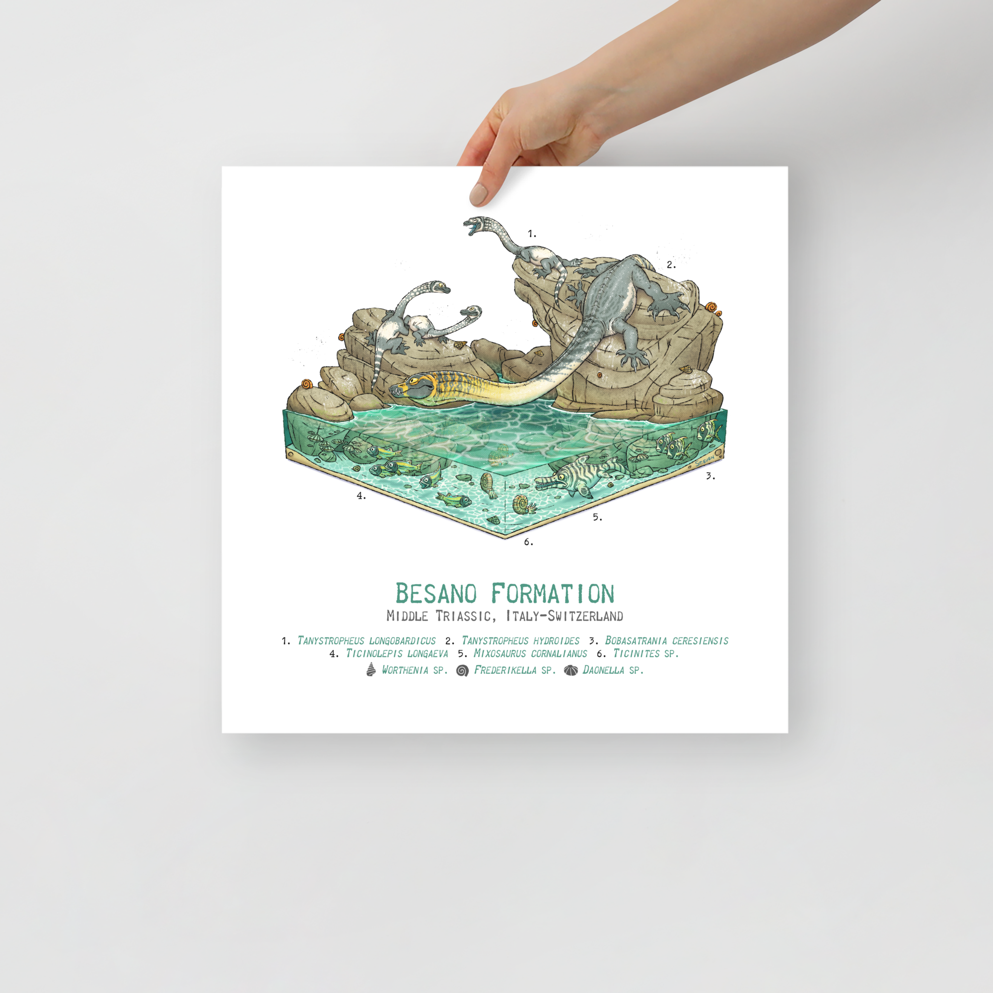 Besano Formation Diorama poster