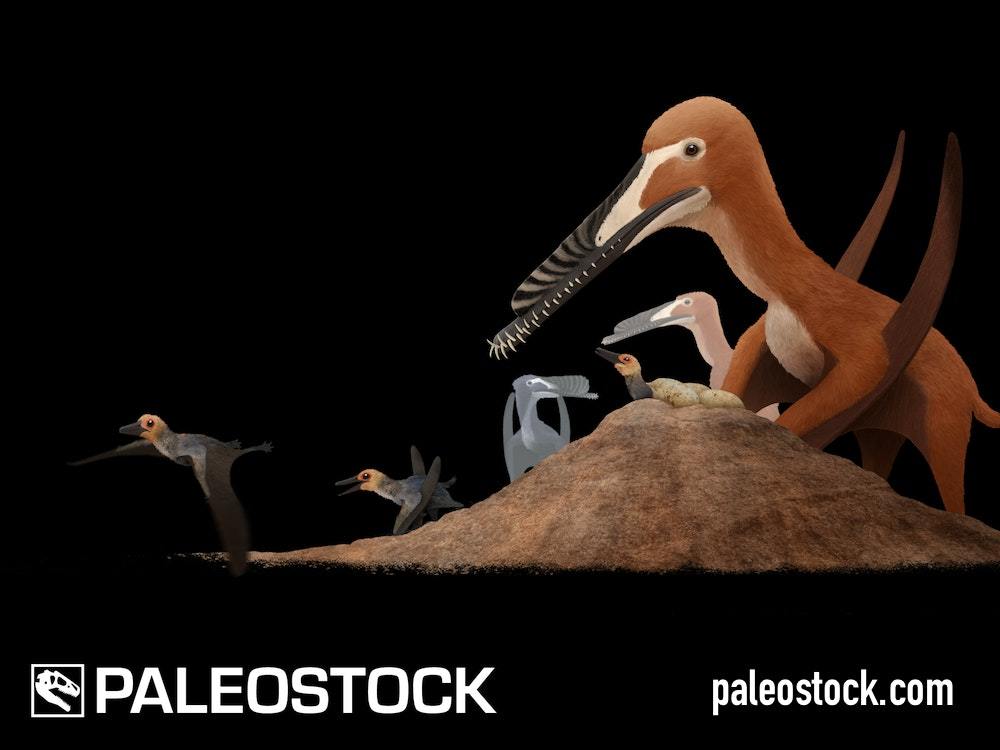 Hamipterus Nest stock image