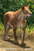 Homotherium Crenatidens stock image