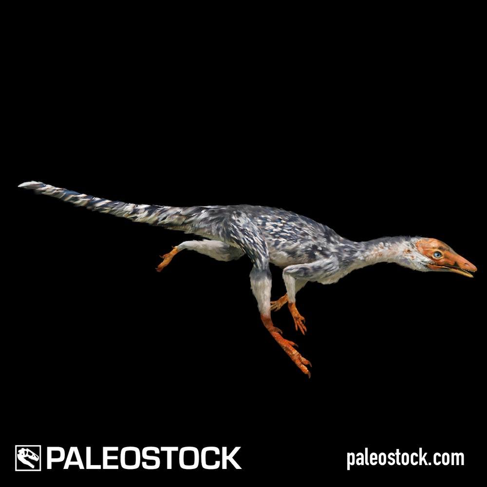 Ixalerpeton stock image