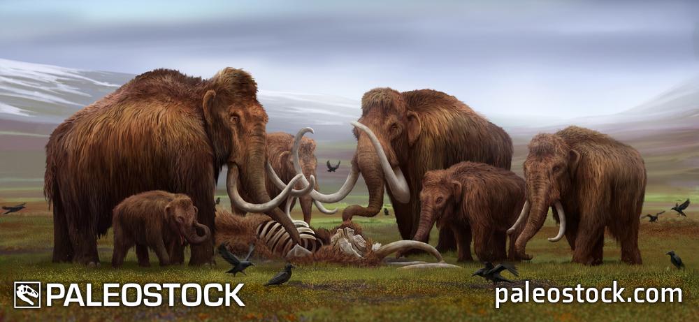 A Mammoth Mourning stock image